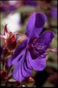 jonathanbrandon.com Purpler