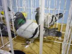 Puscoci