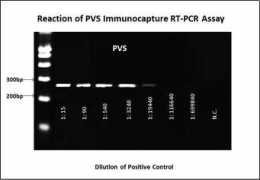 Pvs