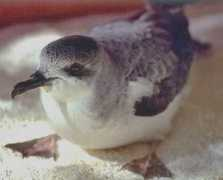 newzealandbirds.co.nz Pycroft