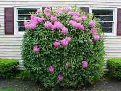 pmcgibbon.net Pyhllis