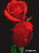 forums.mihandownload.com Qazaleh