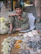 teacher.scholastic.com Qudratullah