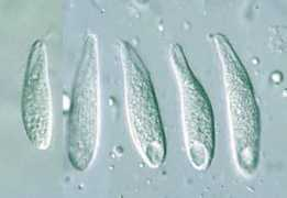 protist.i.hosei.ac.jp Quennerstedt