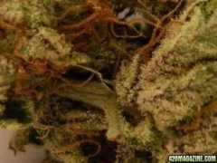 420magazine.com Querk