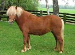 shetlands-du-sanon.fr Quinola