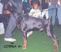 dobermann-review.com Quirinus