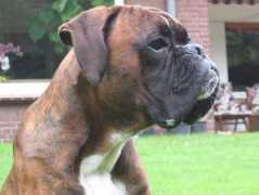 boxerland.de Quirl