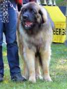 leonberger-hunde.de Quirol
