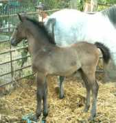 lipizzan.com Quitania