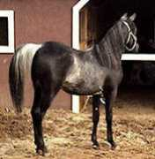 Rabicano