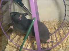 hamsterhouse.com Rachaell