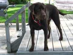mydogspics.com Rachia