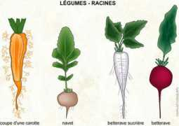 infovisual.info Racines