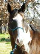 blazesequinerescue.com Radart