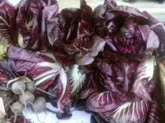 Radicchio