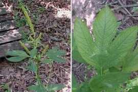 Ragweed