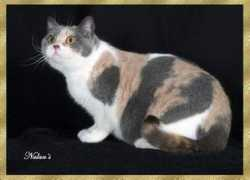 rumgullycats.com Rainne