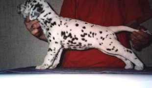 dalmatin-club.ru Raiskaya