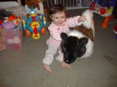 akitarescuewny.com Raiyn