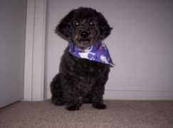 cindywoodward.com Ralphie