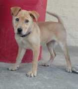 dogsonly.org Ralphy
