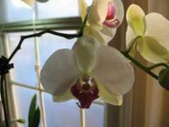 orchidboard.com Ramito