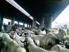 Rams