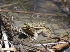 srelherp.uga.edu Ranber