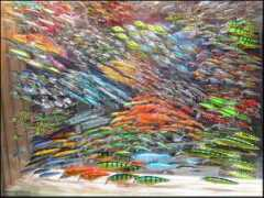 archiwum.fishing.pl Rapali