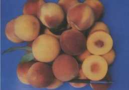cnpuv.embrapa.br Raseira