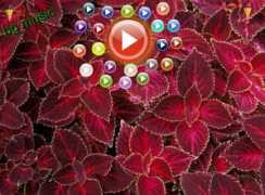 Rashn