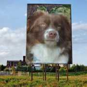 clquarterhorsesandpaints.com Raydar