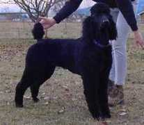 panhandlepuppies.com Rayeh