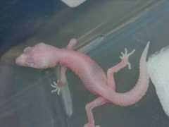 gekoncik-nocni.cz Rebowski