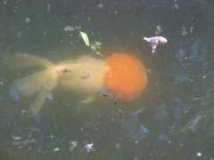 bluewater32.tripod.com Redcap