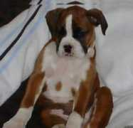 dogzonline.com.au Regania