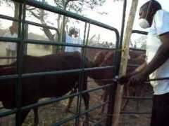 Rehaid