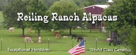 reilingranchalpacas.openherd.co Reiling
