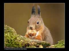 sopronifotoklub.blog.hu Reinhoffer