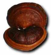 Reishi