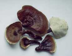 Reishi