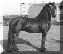 signaturefriesians.com Reitse