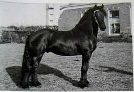 demeulebossen.be Reitse