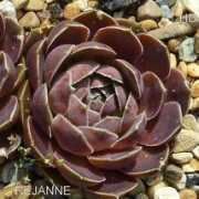 semperhorst.de Rejanne