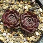 semperhorst.de Rejanne