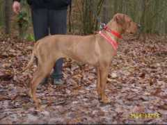 dogs.euroanimal.eu Rembowska