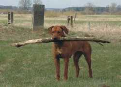 dogs.euroanimal.eu Rembowska