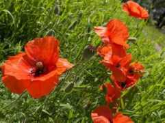 joiepascale.net Reumond