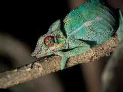 pressvoyages.com Reunionnais